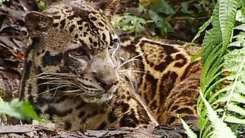 Indiana man shoots, kills leopard found roaming his property