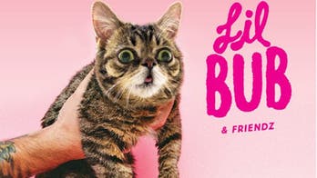 Cat movie 'Lil Bub & Friendz' headed to Tribeca Film Festival