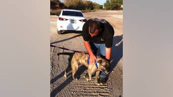 Nebraska trucker takes lost bull mastiff on a long haul back to her family in Arizona
