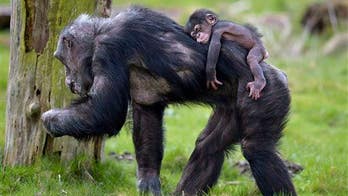 Lower back pain sufferers have less evolved spines, study says