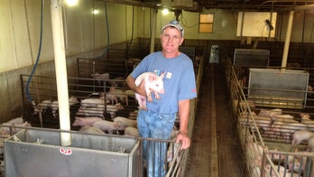 US hog farmers struggle to overcome rampant piglet virus