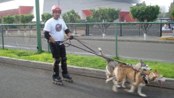 Urban Mushing: Dog Sled Sport Finds Warm Weather Fans