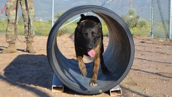 Army pledges reform after IG finds hundreds of war dogs mishandled