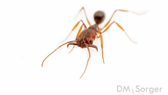 Chomping invaders! Alien trap-jaw ants spread along Gulf Coast