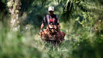 Malaysia’s herbal Viagra takes off