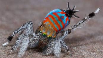 Meet 2 new spider species: 'Skeletorus' and 'Sparklemuffin'