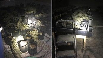 Marijuana worth roughly $12M seized from chicken farm, Georgia authorities say