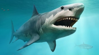 Researchers spot image resembling 50-foot megalodon shark, turns out to be large school of mackerel