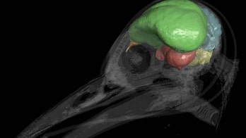 Bird brains came before birds