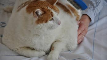Celebrity fat cat Meow dies of heart failure
