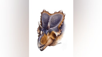 Meet Mercuriceratops, the dinosaur with 'wings' on its head