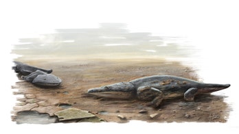 Car-size salamander with toilet-seat head ruled ancient rivers