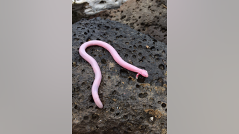 Weird worm-lizard creature looks like a serpentine centaur