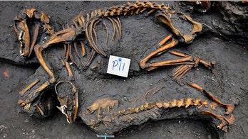 Archaeologists find ancient dog burial site under Mexico City apartment building