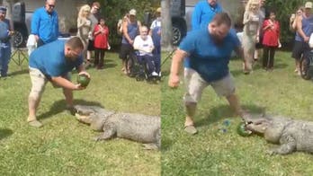 'Gator King' uses live alligator for gender reveal party in viral video