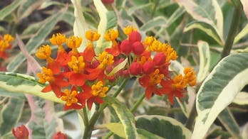 How to Build a Butterfly Garden in Your Backyard