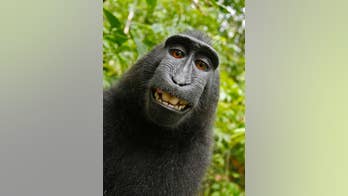 Judge rules monkey cannot own selfie photos copyright