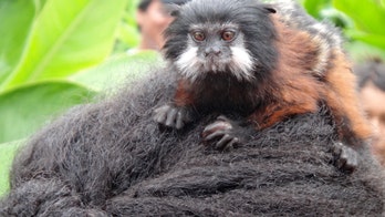 The Amazon Explorers Club: A gathering place for those fighting to preserve the Amazon