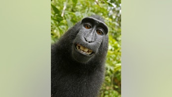 PETA sues to give monkey the copyright of selfie photos