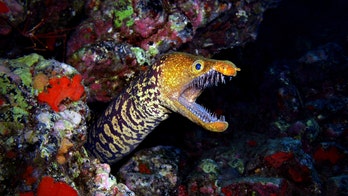 Giant eel bites woman vacationing in Hawaii: 'There was blood everywhere'