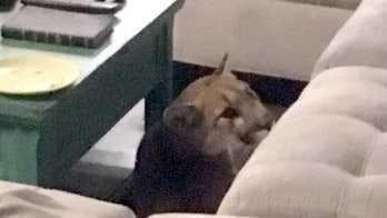 Colorado woman comes home to mountain lion trapped inside, and a dead house cat