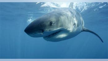 'Mystery monster' devours great white shark