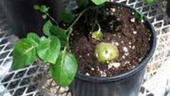 USDA develops first government label for GMO-free products