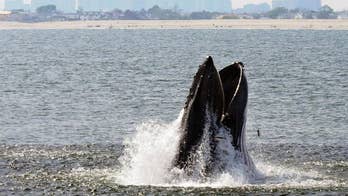 Humpback whales increasing in waters near NYC