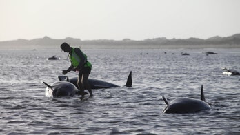 Nearly 200 whales stranded on New Zealand beach; 2 dozen dead