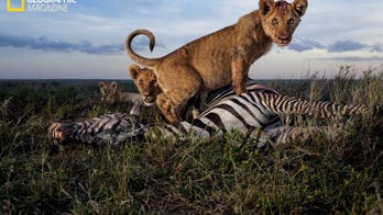Incredible lions: Intimate pictures of the king of the jungle