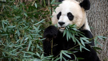Panda cub died of liver problems, National Zoo scientists say