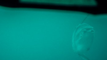 Scientists spot world's largest bony fish