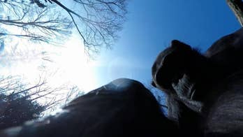 Tushi the drone-buster: chimp with branch in hand knocks down drone in Dutch Burgers' Zoo