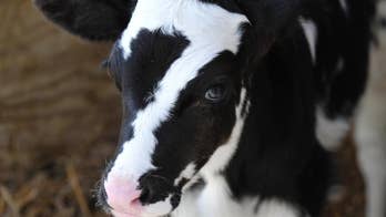 Calf with '7' on its head named 'Baby Ben' for Pittsburgh Steelers' Ben Roethlisberger