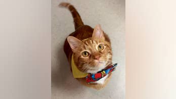 Former 41-pound fat cat in Texas slims down to 19 pounds, gets closer to 'Skinny' name