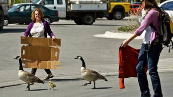 Residents help guide geese who stopped traffic as they wandered in downtown Montana city