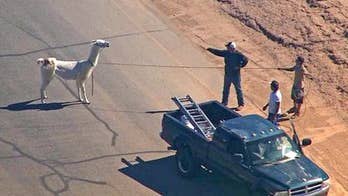 2 llamas stop traffic, evade authorities in Phoenix-area retirement community; 1 lassoed