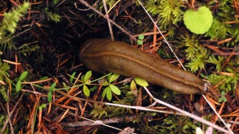 Oregon's Willamette Valley farmers agree slugs a problem _ but what to do? Solutions sluggish