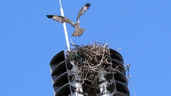 New Jersey fire siren silenced by osprey nest