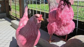 Why did the chickens turn pink? Owner says he wanted to 'make people smile'