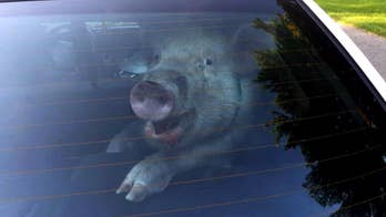 Police take pig into custody outside Detroit-area home, hold it in back of police vehicle
