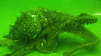 1, 2, 3 octopuses: Off Seattle coast, volunteer divers conduct an underwater census