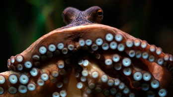 Well-armed design: 8 Octopus-inspired technologies