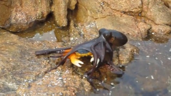 Video captures octopus grabbing crab in surprise land attack