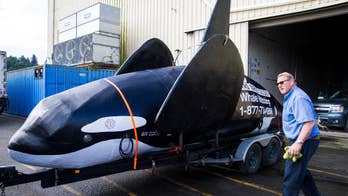 Fake orca meant to scare off sea lions runs into trouble on first day: a flooded engine