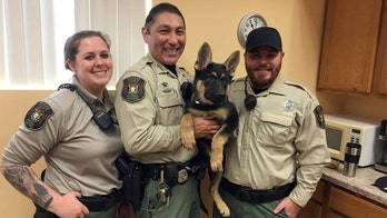 Sleeping outdoors, officers call attention to animals left out in the Michigan winter