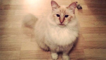 Serial cat killer? 7 feline deaths in Washington may be linked, investigators say