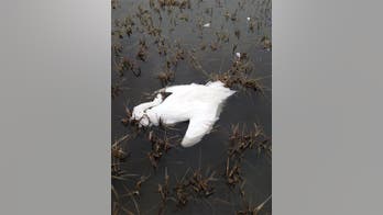 Only 600 whooping cranes left, and 3 were just shot