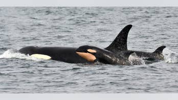 Baby boom: Watchers spot fourth newborn among endangered Puget Sound orcas; population hits 81