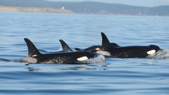 New baby orca spotted in Washington waters